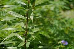 Polygonatum verticillatum